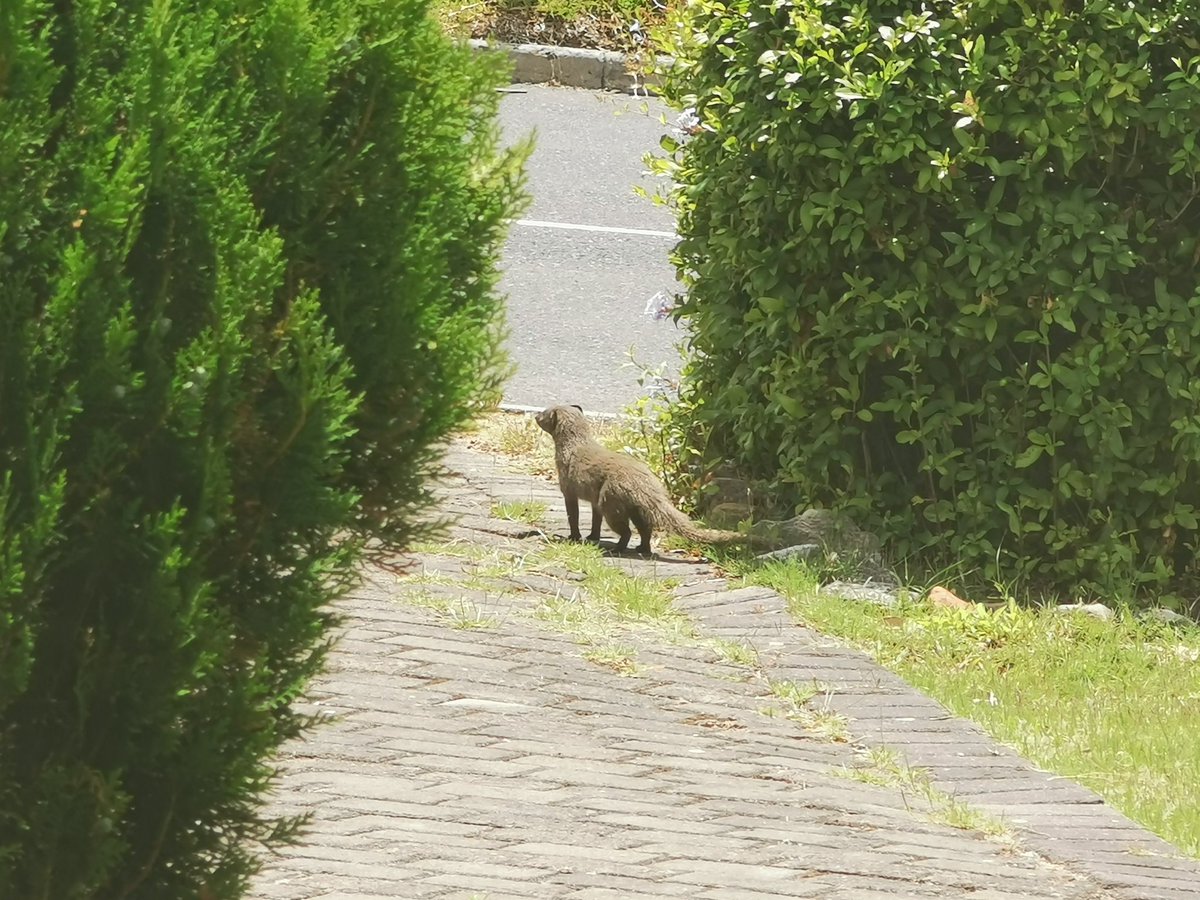 LaraTollner's tweet photo. We had the cutest little garden visitor today! He was so sweet and curious and brought a huge smile to my dial! Thanks for stoppin' by little guy! 💕
#mongoose #wildlife #happiness https://t.co/a3voC1Pt5y