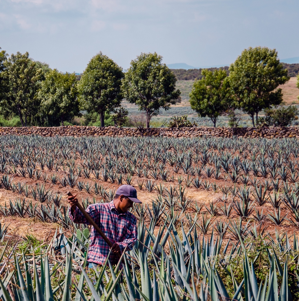 naughtypawsteq's tweet photo. Aren't these Agave fields so beautiful! If you find yourself in Tequila, Mexico, you should try to get a tour of one. 🧡⁠ #BeNaughty #BeNice #NaughtyPawsTequila #NPT #GiveBack https://t.co/SB20q5ogyi