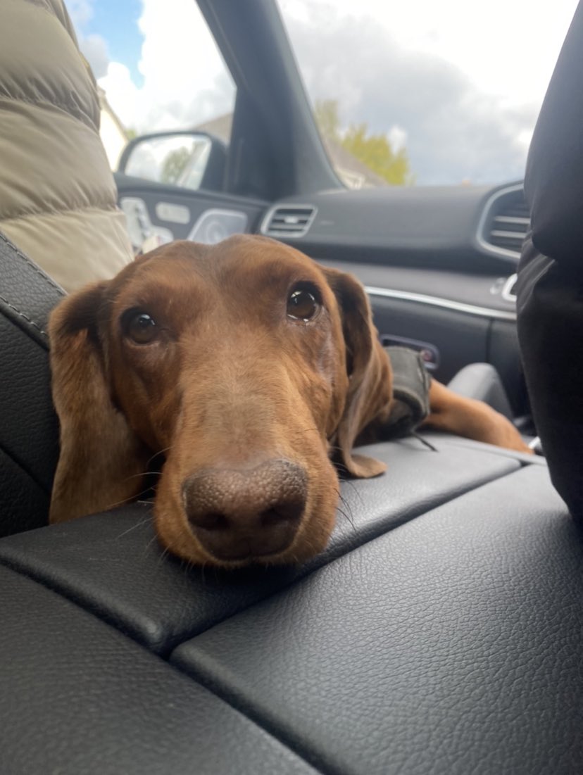 LDollyfitz's tweet photo. Tired after my long walk😅 https://t.co/Zmr3fnYiQr