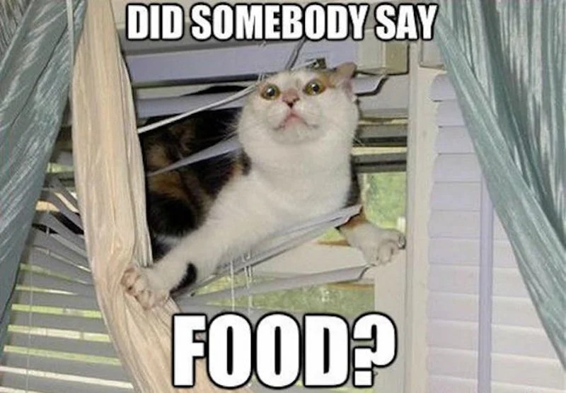 picky_pet tweet picture