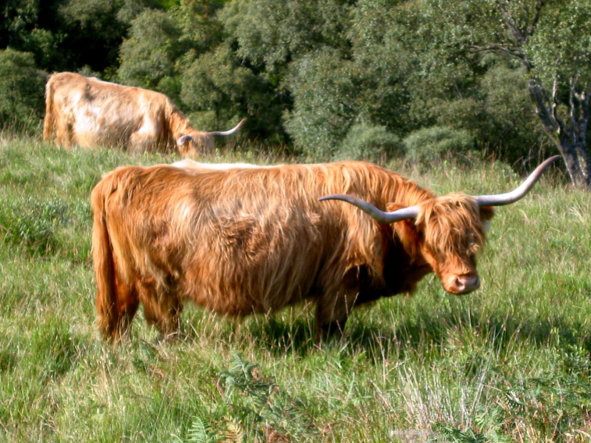 Find out the ways livestock can support the making of an ecologically rich meadow - more flowers, more wildlife, more carbon - at our free one hour online talk this Thursday 2nd Dec, 7.30pm: …ervationgrazingpart1.eventbrite.co.uk
<a href="/NFFNUK/">Nature Friendly Farming Network</a> <a href="/LEAF_Farming/">LEAF</a> @MonMeadows <a href="/Floodplainmead/">Floodplain Meadows Partnership</a>