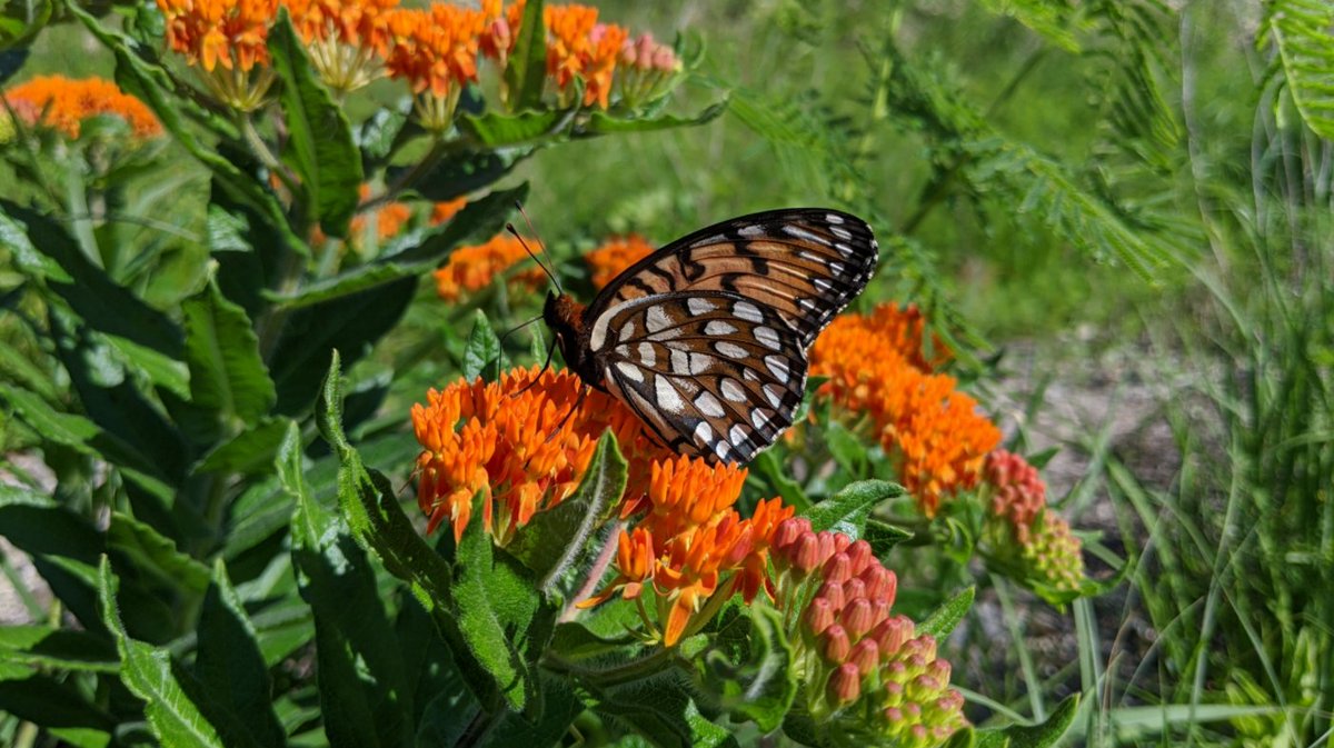 Help our garden grow on #GivingTuesday! Thrive is teaming up with <a href="/saintlukeskc/">Saint Luke's</a> to build a healing garden at Allen County Regional Hospital. Give patients, visitors, and staff a space to enjoy nature today: bit.ly/3CERzk0