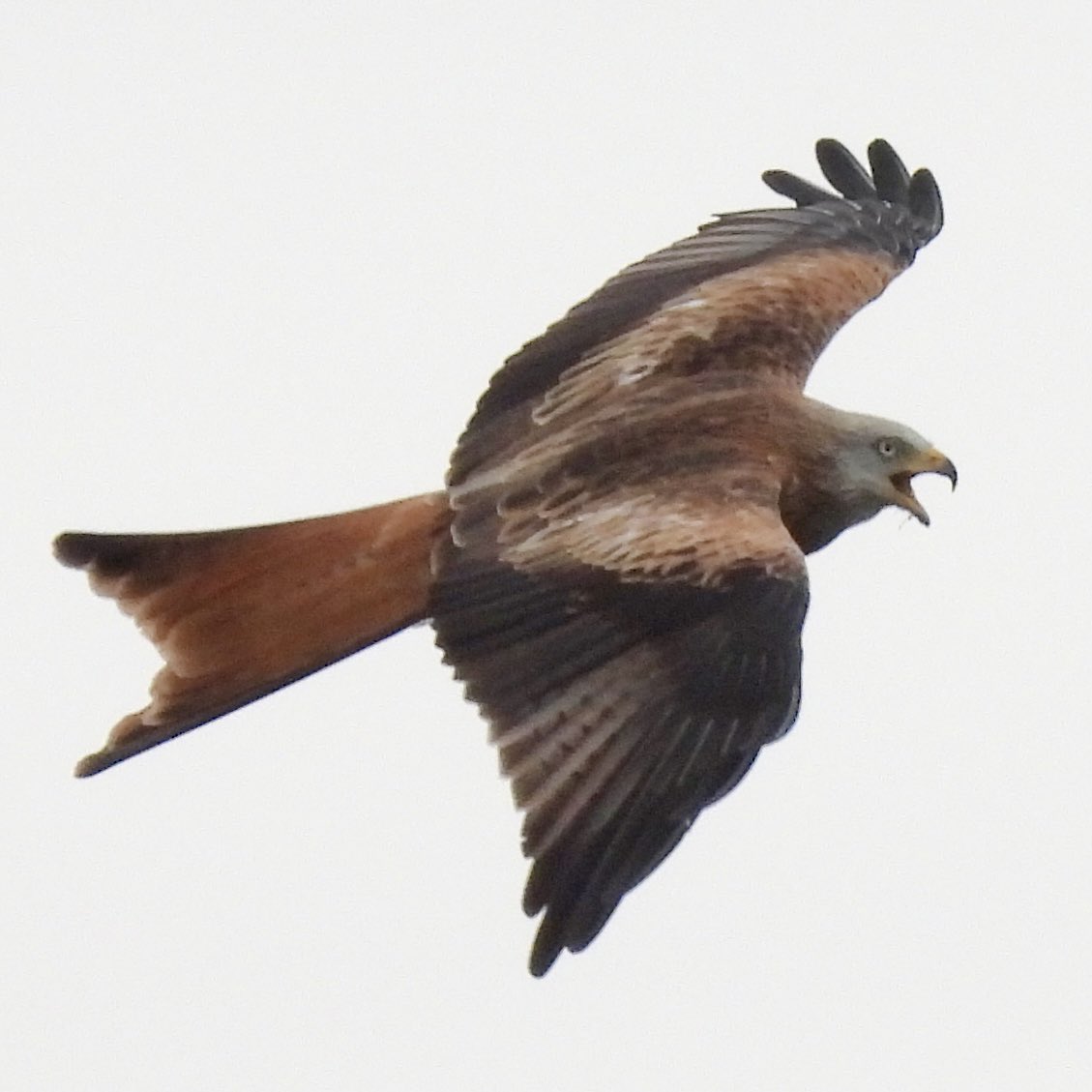 Stubuck1's tweet photo. One of several red kites today at Holkham viewed from Jordan hide. https://t.co/aOnAYCvjsz