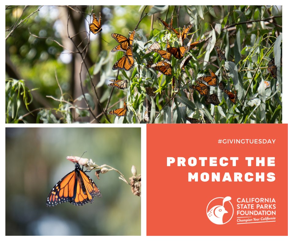 calparks's tweet photo. It's been incredible to see the western monarch population rebound after the record lows of last year.

This #GivingTuesday, you can help us work to help the population continue to recover.

Contribute now at https://t.co/R4DsUBwess 2021 and have your donation matched! https://t.co/WtjVwTv5ui