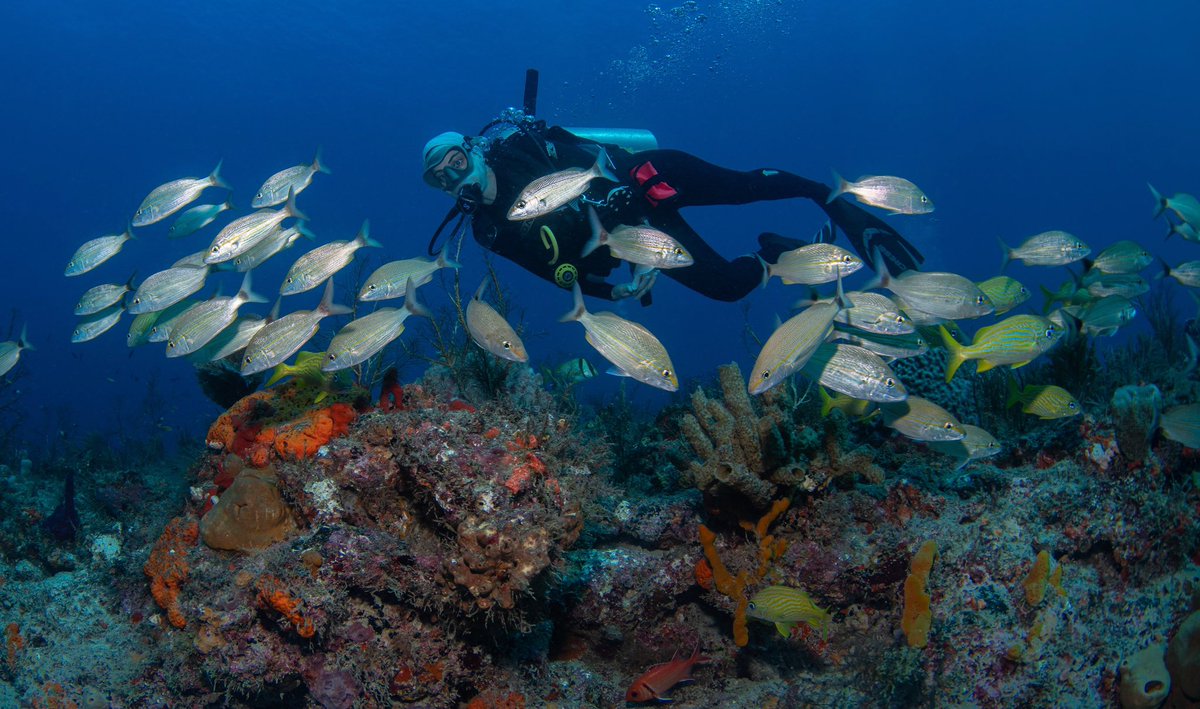 thedeadrobots's tweet image. Finally got back in the ocean. Nice to see some decently healthy reefs again. #oceans #conservation