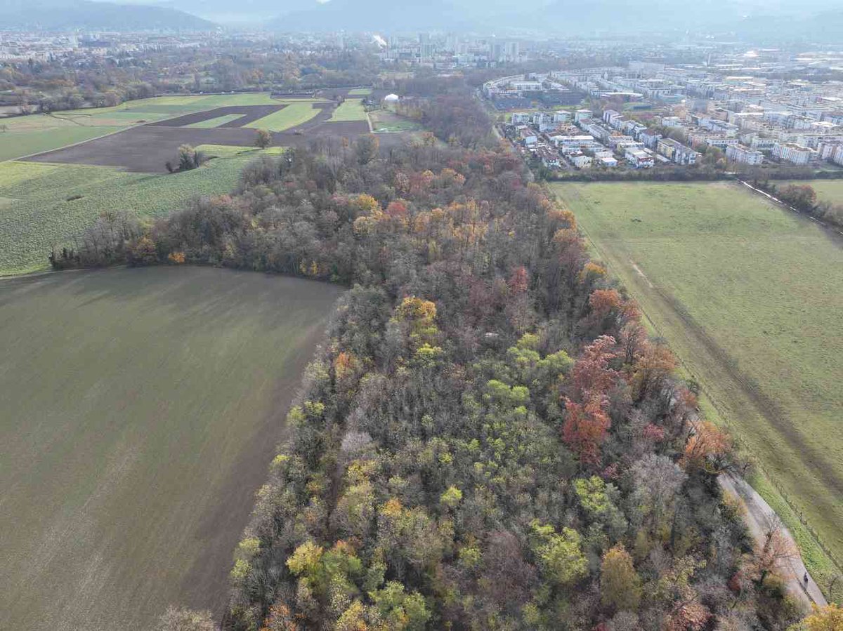 Hoffnung für den DietenbachWALD: rieselfeld.biz/rieselfeld-inf… #dietibleibt #rieselfeld