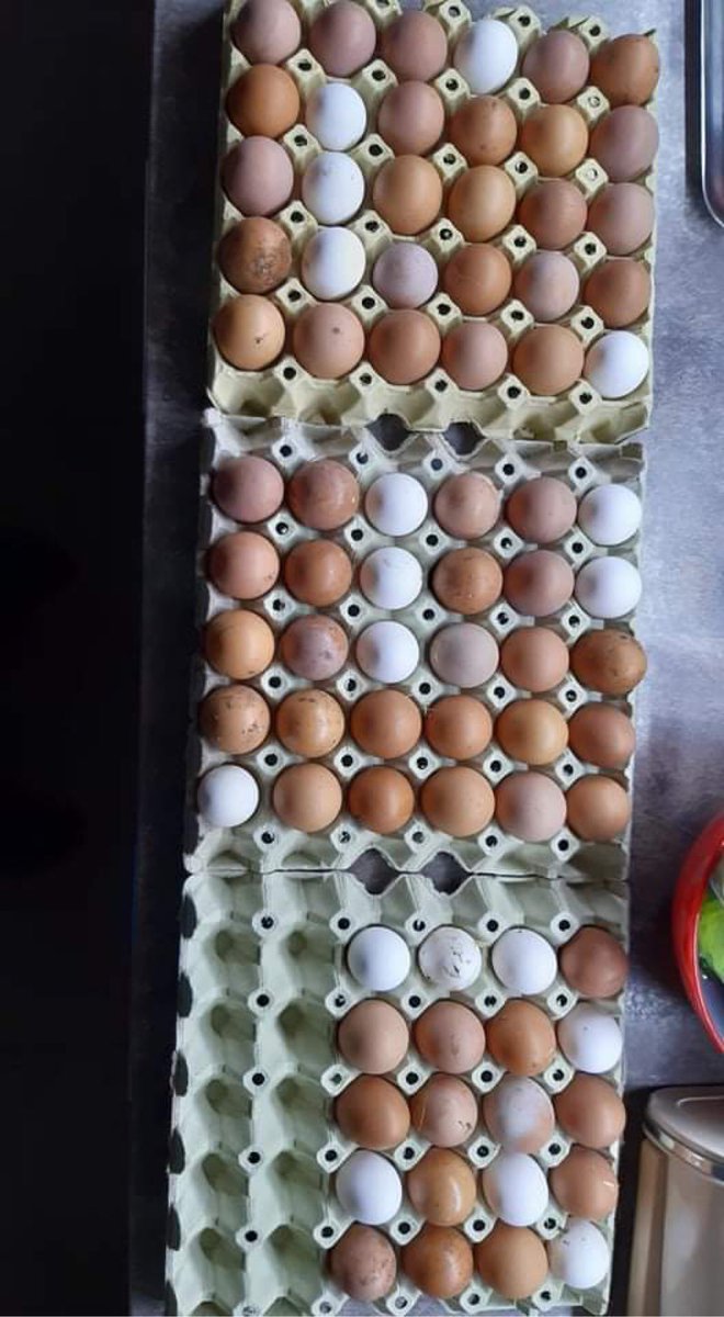 <a href="/AlgoStarface/">Algo Starface</a> <a href="/Graffealgorand/">graffe.algo</a> <a href="/Algohyaenaa/">Ⱥlgohyaenaa</a> My girlfriend and I are fighting against inhumane cage breeding of chickens by our own breeding.  In addition to space, our chickens also have a lot of love.  They give it back to us with a lot of eggs!