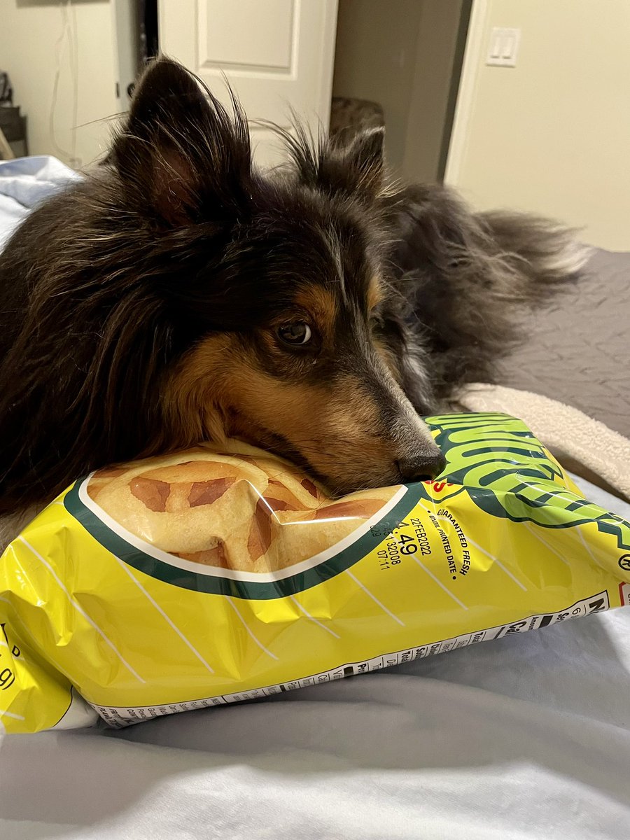 StrykerGentry's tweet photo. Hi there…. Can I interest you in a bag of chips!! #Shetland #sheltie #Stryker https://t.co/XnZwDA3hv5
