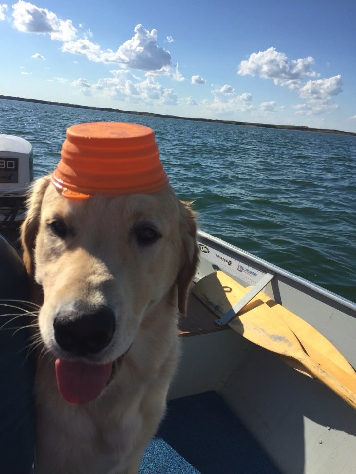 smallfryjen's tweet photo. @bunsenbernerbmd It was a hot day out so I felt that wearing my water bowl on my head would help! I hope you like my water bowl hat! https://t.co/q6a8jeqXLZ