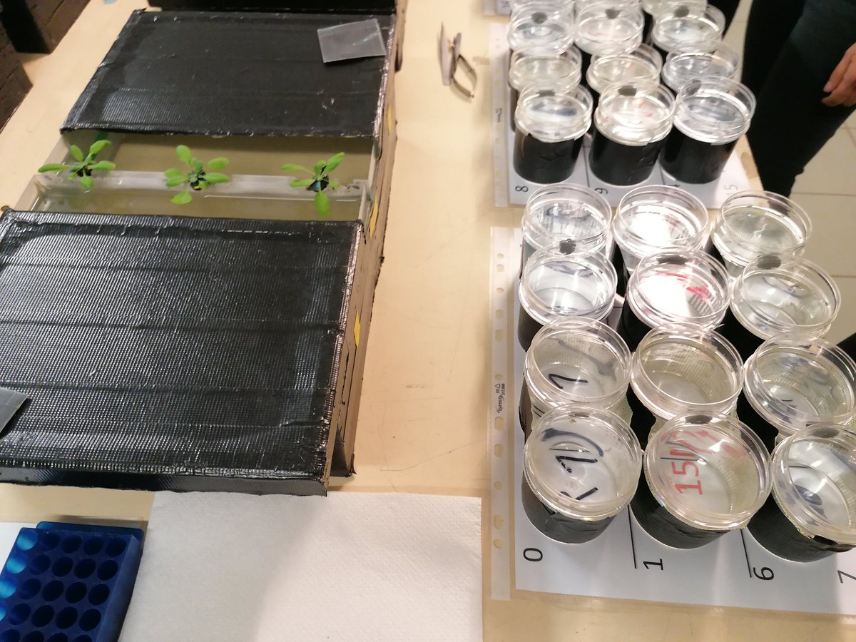Benoit Lacombe (@lacombebenoit1) on Twitter photo Master students from @IsiteMUSE <a href="/umontpellier/">Université de Montpellier</a> learning plant nitrate uptake measurement in splitted root plant with <a href="/SRuffel/">Sandrine Ruffel</a> Master students from @IsiteMUSE <a href="/umontpellier/">Université de Montpellier</a> learning plant nitrate uptake measurement in splitted root plant with <a href="/SRuffel/">Sandrine Ruffel</a>