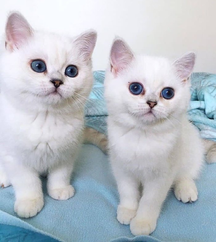 UsaPersianCatL1's tweet photo. #cats #catlovers #CATGIRLCOIN #catecoin #CatsOfTwitter #CATO #catgirl #cat https://t.co/vTZe0hrOLD