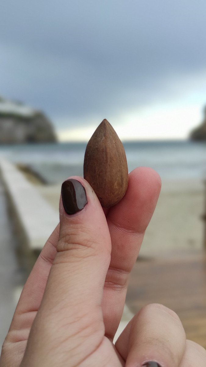 rebeeemm's tweet photo. Fent la penúltima excursió (passada per aigua 🤪🌧️) ens vam trobar amb dos pacaners, arbres procedents d'Amèrica que tenen una alçada de 18 metres 😱 Vam recollir nous pecanes (van ser boníssimes 😋), així que aprofit per explicar alguns beneficis:
@EFsaludable_UIB 
#22121_UIB https://t.co/I22WWA4rP3