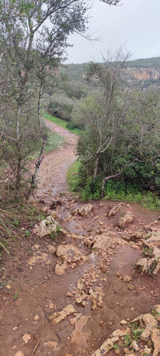 rebeeemm's tweet photo. Fent la penúltima excursió (passada per aigua 🤪🌧️) ens vam trobar amb dos pacaners, arbres procedents d'Amèrica que tenen una alçada de 18 metres 😱 Vam recollir nous pecanes (van ser boníssimes 😋), així que aprofit per explicar alguns beneficis:
@EFsaludable_UIB 
#22121_UIB https://t.co/I22WWA4rP3