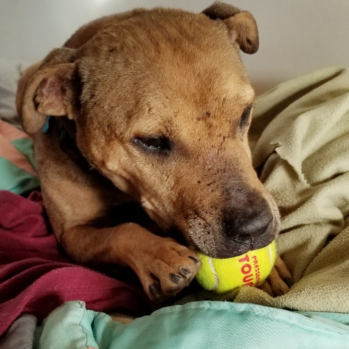 bestfriends's tweet photo. Dingo was rescued from a dogfighting bust before coming to Best Friends. The years haven’t been kind to him— his body is marked with scars. 😢

This #GivingTuesday, you can help pets like Dingo find healing, hope and the lifesaving chance they need: https://t.co/dO4cTwyvLi. ^ET https://t.co/AcQKLwc3J9