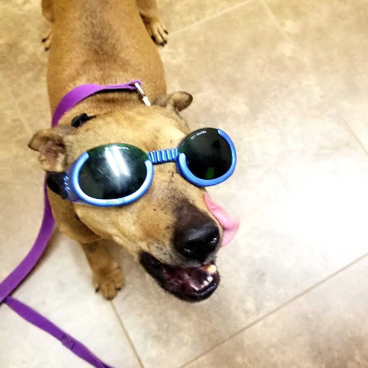 bestfriends's tweet photo. Dingo was rescued from a dogfighting bust before coming to Best Friends. The years haven’t been kind to him— his body is marked with scars. 😢

This #GivingTuesday, you can help pets like Dingo find healing, hope and the lifesaving chance they need: https://t.co/dO4cTwyvLi. ^ET https://t.co/AcQKLwc3J9
