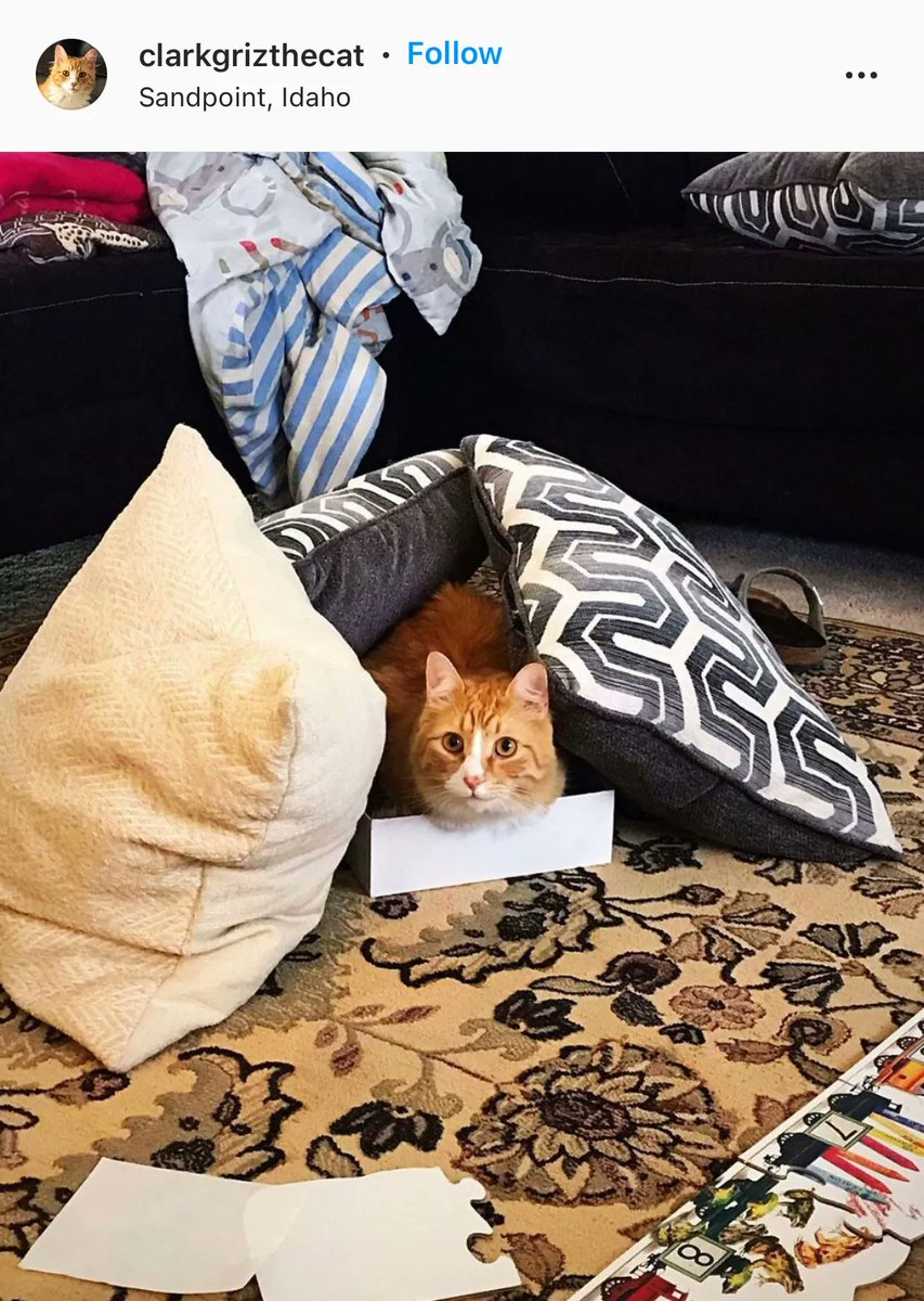ClarkGrizTheCat's tweet photo. No really …………….. I’m comfortable. I promise 😹.

#CatsOfTwitter #CatsOnTwitter #CatHeaven https://t.co/HHFgbSdiNw