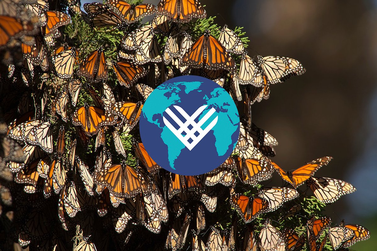 calparks's tweet photo. Double the 🦋this Giving Tuesday! Your gift today will go twice as far to help protect plants and wildlife in California state parks, and ensure that monarch butterflies and others are protected and preserved for many years to come! 

Contribute now: https://t.co/U7tgpxCMv6 https://t.co/GNI7EbsYfz