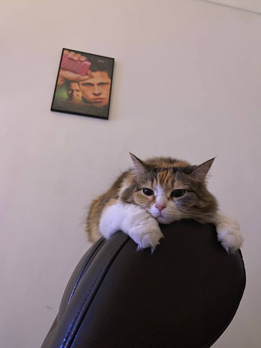 lentaruofficial's tweet photo. Картошка и Пюрешка. Любят хрустики, спать и носиться по дому в 5 часов утра https://t.co/vYCTzxEoAl
