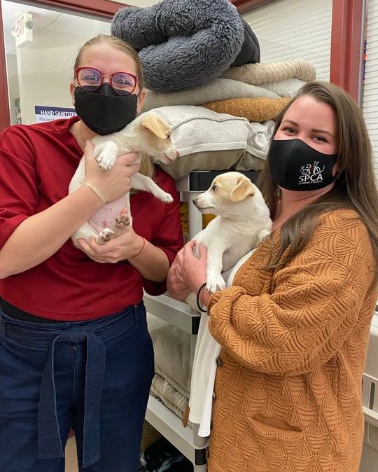 SPCA of Wake County tweet media