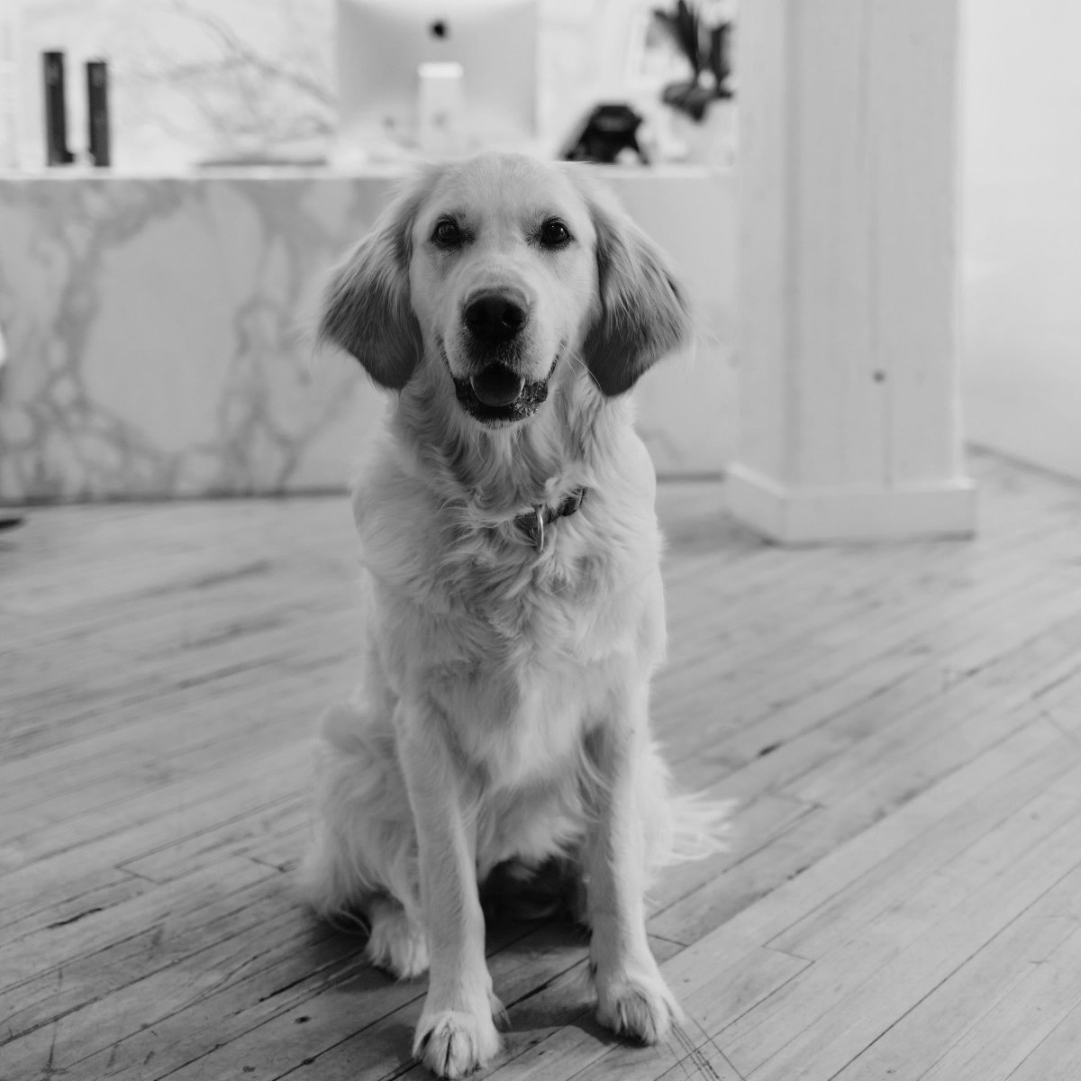 IIBYIVDESIGN's tweet photo. For those who don’t know, our studio is pet friendly!
Meet Abby. She loves treats, revising floor plans and welcoming visitors. (Okay, fine, only 2/3)
#IIBYIVDESIGN #OurStudio #OfficeCulture #PetFriendly https://t.co/3XGPknA4RP