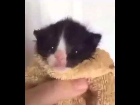 wait wait wait pause for a sec

oi bruv . ya gamer tag .