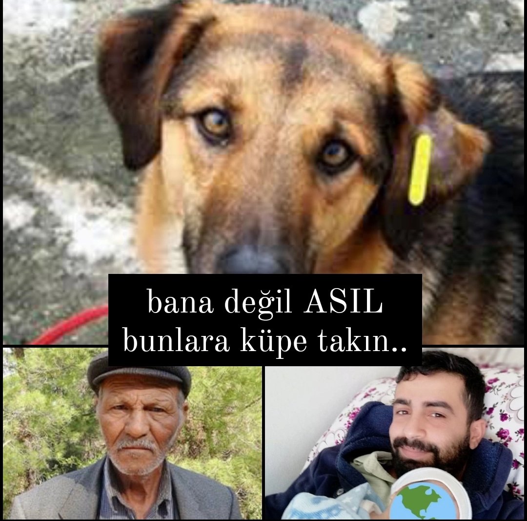 Cezaevine nasilsa belli süre sonra çıkar.Sokak hayvanlarına yapılan kısırlaştırma ve küpe olayını bunlara yapın ki aramızda rahat rahat gezip başka canlar yakmasınlar.#şerefsiz