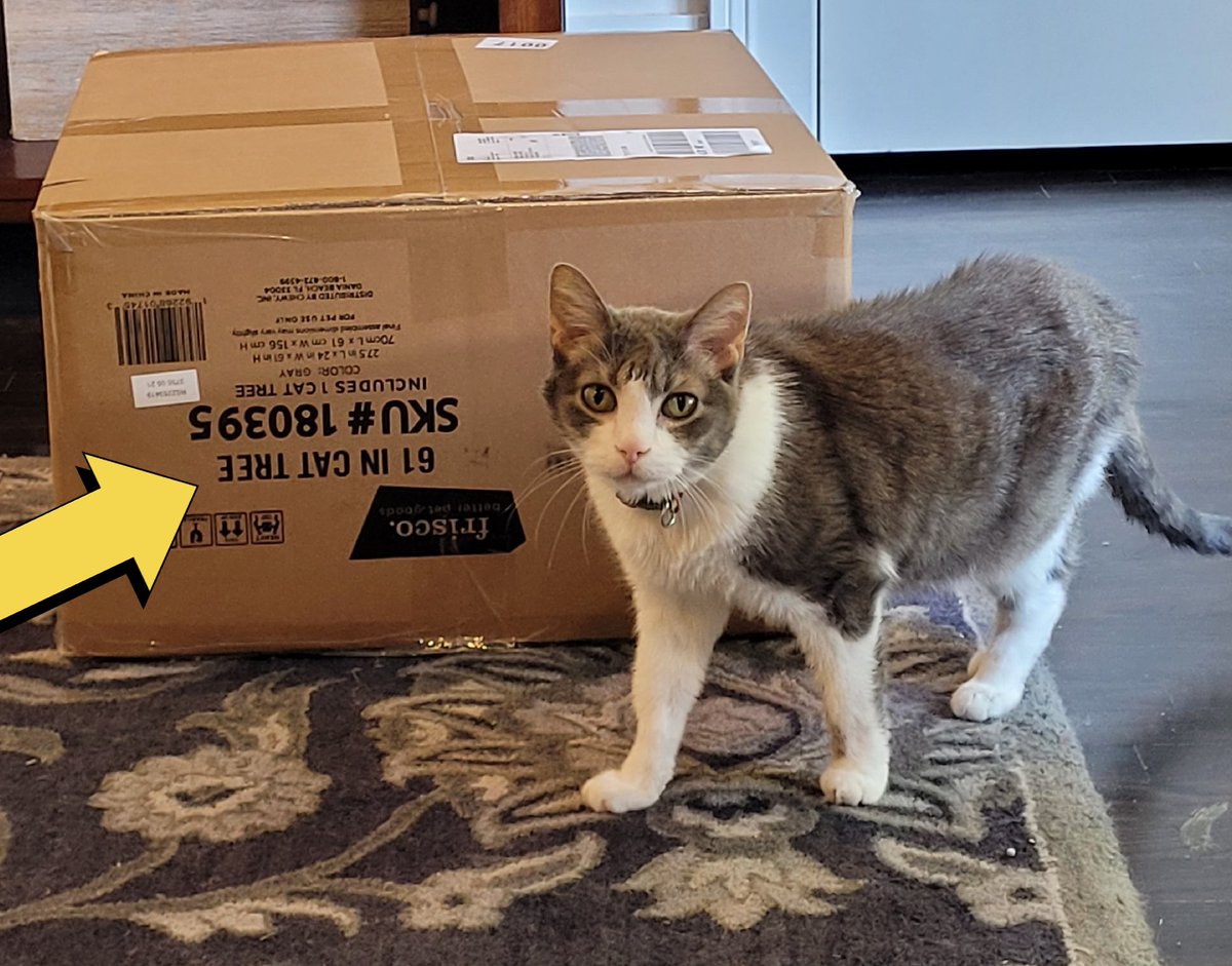 PussycatNaughty's tweet photo. Staff, you need to discuss gift hiding skills with Santa.

#ChristmasPresentFound #StaffFail #CatsofTwittter #Cats #CountdowntoChristmas https://t.co/qH2MaEFNwH
