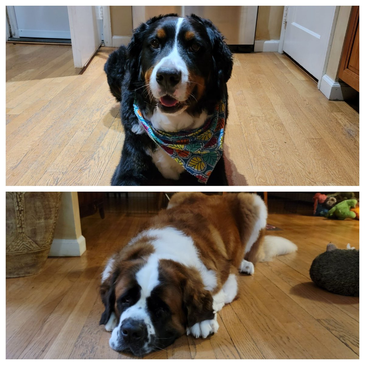 #GivingTuesday in honor of my Fur Babies Jax &amp; Teddy BestFriends &amp; North Shore Animal League