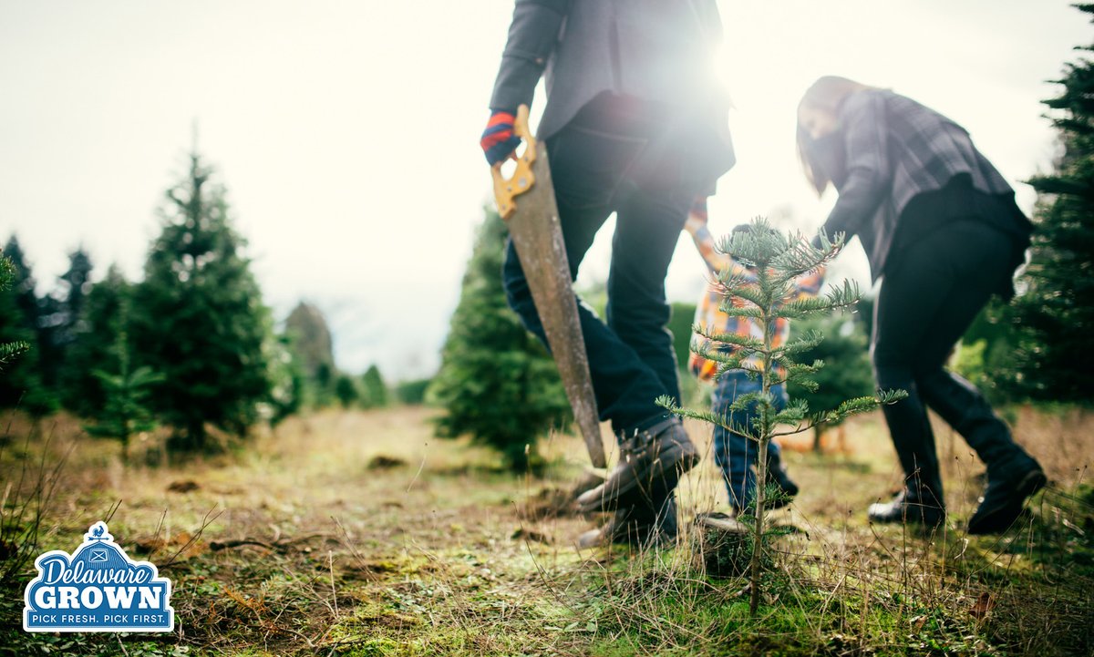 AgricultureDE's tweet photo. There is something exhilarating about a cool winter day on a Christmas Tree Farm. Local DE Christmas Tree farms, big and small, hold a story steeped in tradition that has become part of the memories for so many families here in Delaware. https://t.co/iJ5vixVHZ7

#delawaregrown https://t.co/eNrD4JWqMr