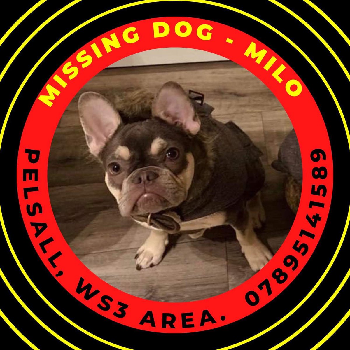 #Milo went #missing in #NestCommon #Pelsall #WS3 area, #WestMidlands. He was last seen on 22/11/21 at 11:00am &amp; there have been no sightings since, leading owners to believe he has been #stolen. facebook.com/groups/4469897… #MissingDog #FrenchBulldog #Frenchie #LostDog