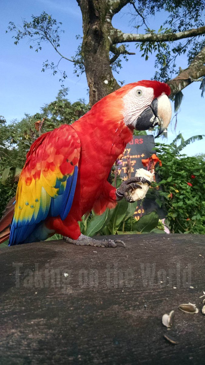 Taking on the World: Costa Rica takingontheworld.net/places/costa-r… #CostaRica #worldtravel  #scarletmacaw