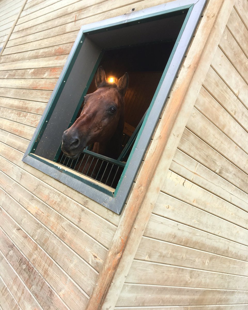cd22's tweet photo. This face made me smile every single day ❤️
#carthago #hearthorse #definitelymissed 😇 #holsteiner #showjumper #suchcharacter #loved❤️ https://t.co/0C4gjnCooc