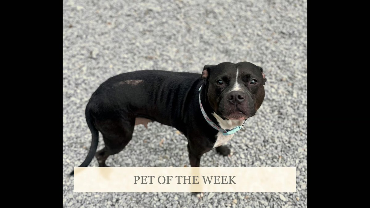 ClermontCounty's tweet photo. Cadence is the Clermont County Animal Shelter Pet of the Week. She is a 5-year-old and 50lb mix breed dog. She is very people-friendly. For more information, contact the shelter at (513) 732-8854. https://t.co/gioIjrEfLT