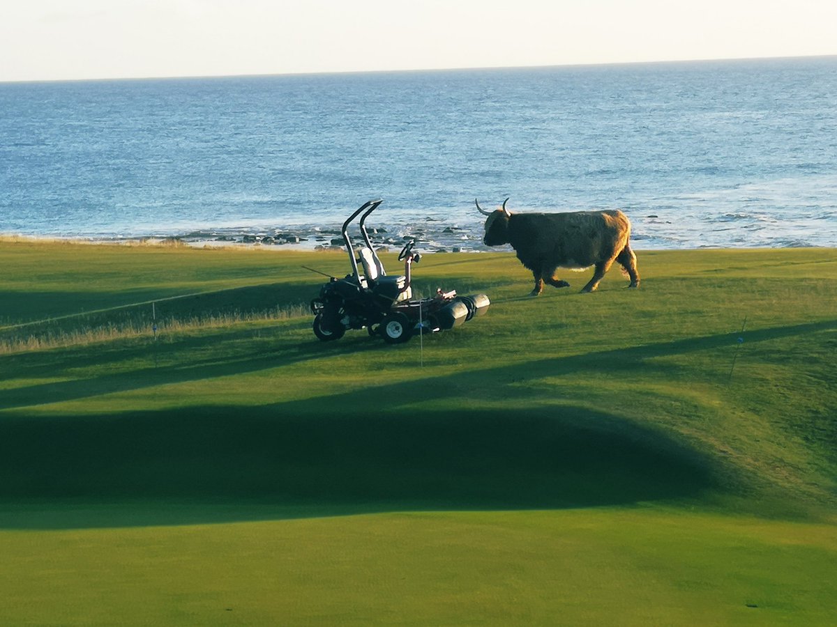 Just away to cut the greens 🐂🐂🐂