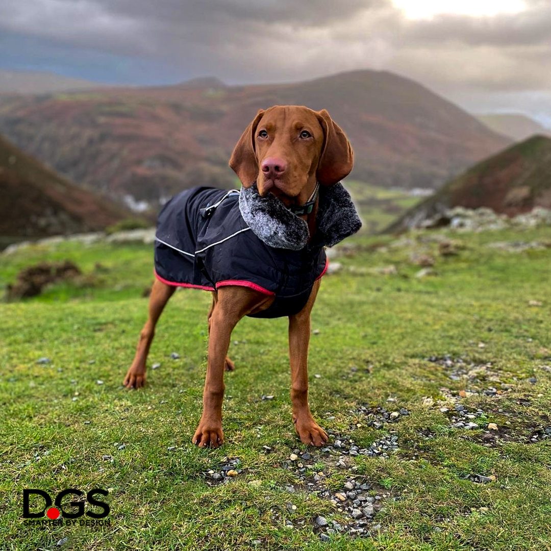 DGSPetProducts's tweet photo. Here is Quinn enjoying his morning walk. It's cold outside so he is sporting our Aspen jacket. Doesn't he look majestic?!?

#dgspetproducts #repelzit #waterresistant #winterjackets #dogjackets #vizsla #hungarianvizsla #vizslagram #uk #petsathome https://t.co/W5VSjnI5in