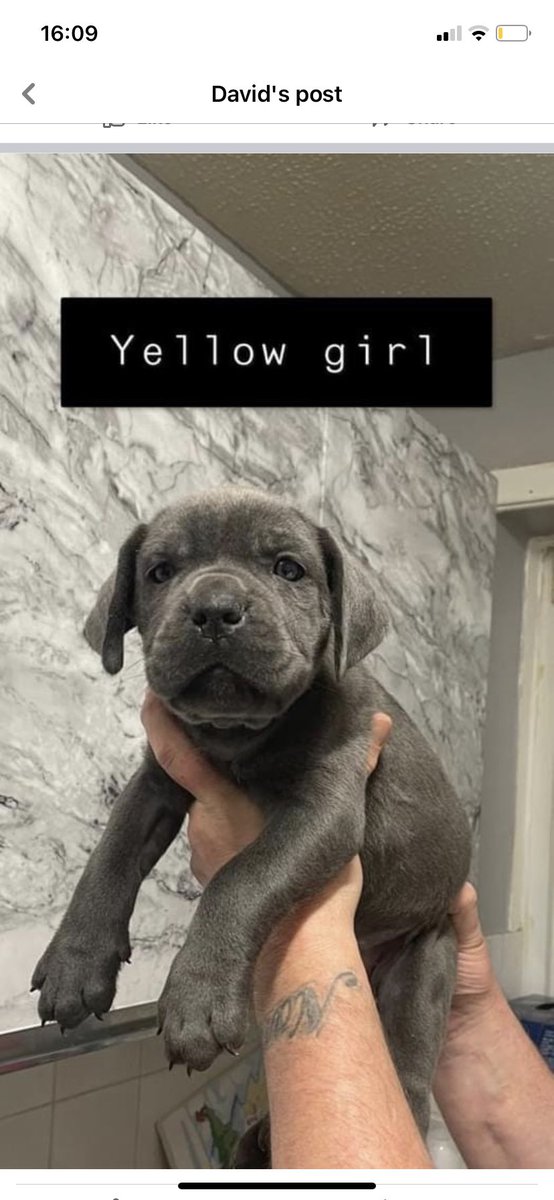 Ms_Ranx's tweet photo. Our new edition is coming home in a few hours. Kano will be so pleased he has a playmate ##CaneCorsoForLife #BanDog https://t.co/QQWThxvF6A