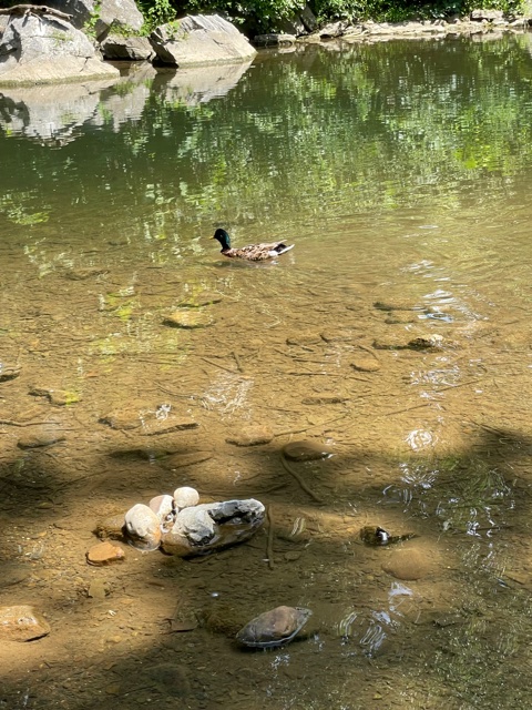 MillMuseum's tweet photo. The weather outside isn't frightful; it's delightful! High of 63 tomorrow! Great weather for feeding the ducks at the mill. Duck feed is available for purchase in the gift shop. Spend some time by the creek with our feathered friends! #getquackin #nobreadplease #ducks https://t.co/kGVfiUktP6