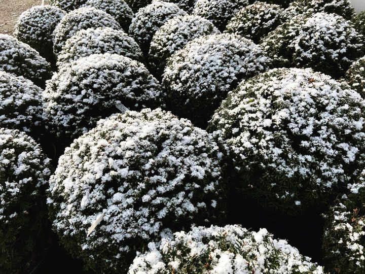 Early morning snow turning Taxus balls into sculptures at the ever fabulous <a href="/NorthHill13/">North Hill Nurseries</a> 

#gardens #plants #gardening #beauty #autumn