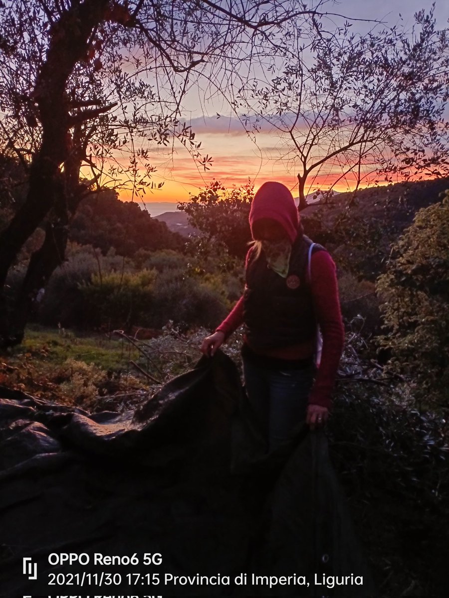 amare gli olivi con il paradiso intorno a noi