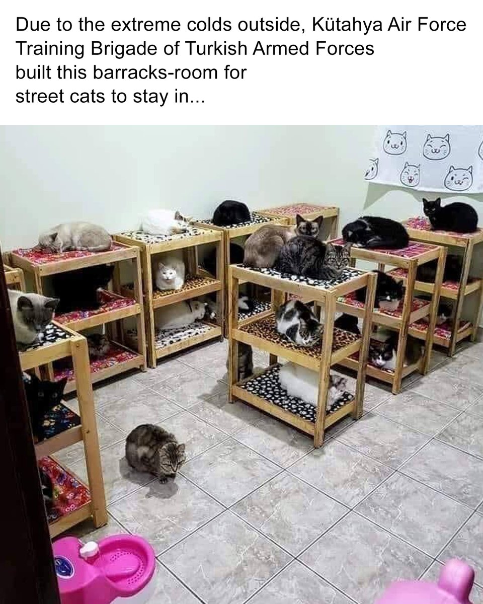 ColeTheBlackCat's tweet photo. Just love this! 💕

#GivingTuesday #faithinhumanityrestored https://t.co/vUCCFikFIr
