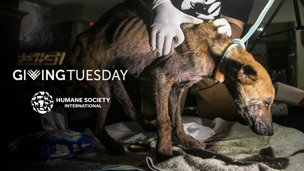 Humane Society International Logo