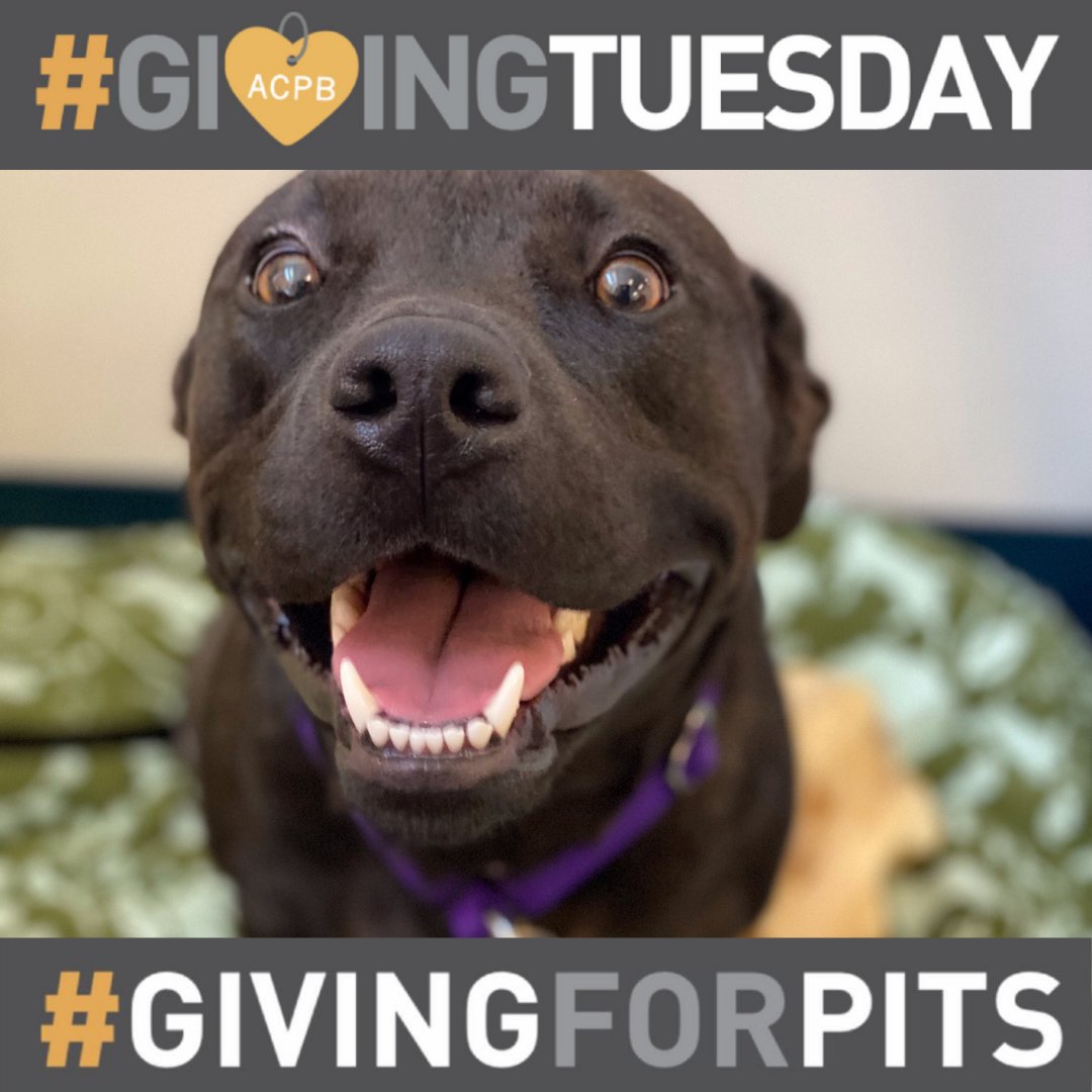 This year, we have welcomed 154 shelter dogs into the ACPB family, many of whom required major medical care. The average cost to care for these dogs is $3,000 per nose. Donate today to help us continue our lifesaving work. donate.angelcitypits.org/GT2021 #GivingTuesday