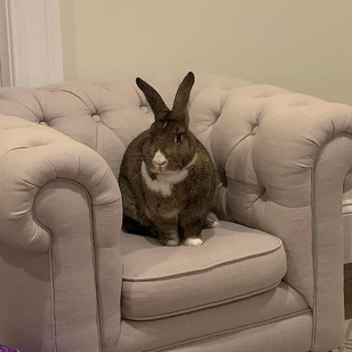 RabbitNetwork's tweet photo. It’s #GivingTuesday! Support our bunnies by donating to our official campaign! Let’s make sure more rabbits live a life like this one. 💕 https://t.co/STKc0q9qW5 https://t.co/OcRSCt6vPi