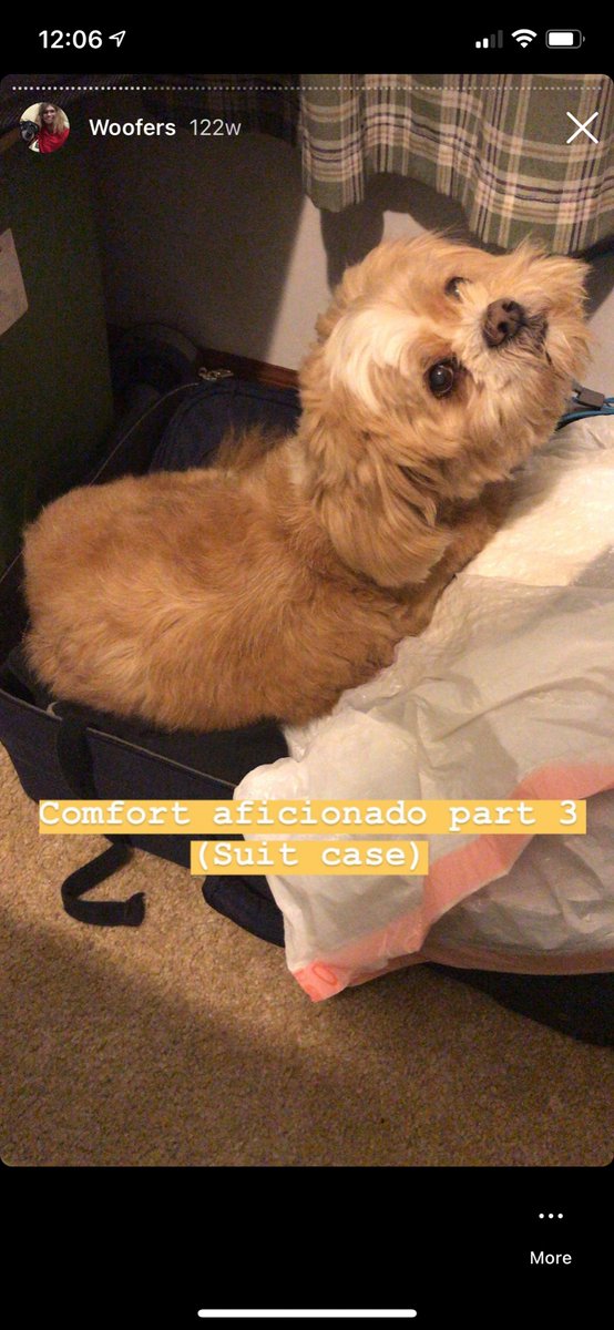 ConnorLWright's tweet photo. Hello Twitter, I am just logging in for my bimonthly “I miss my lucky” post, like he’d always just walk into what ever room I was in and take a nap in anything, cause he liked napping with his family ❤️ https://t.co/9gaP4EanAJ