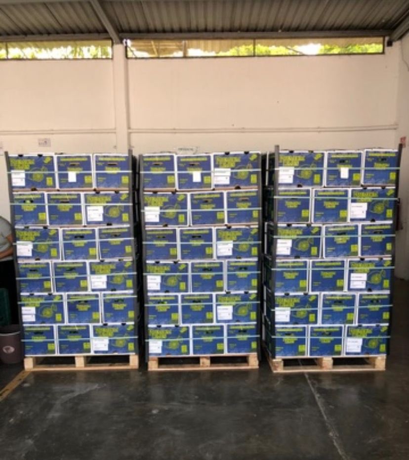 ECODANIMARMX's tweet photo. El esfuerzo del productor en el cuidado sustentable de su producción, rindiendo frutos! #ecodanimar #sustentable #limes #organic #Mexico https://t.co/PvPxwSHqD4