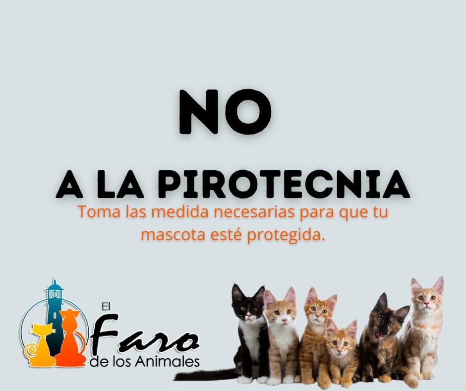 FarodeAnimales's tweet photo. 🐾Prepara a tu mascota ante el uso y abuso inminente de pirotecnia en esta temporada🎄🎄 #dilenoalapirotecnia 🚫 #lifeatfaro https://t.co/hFNJGKH90k