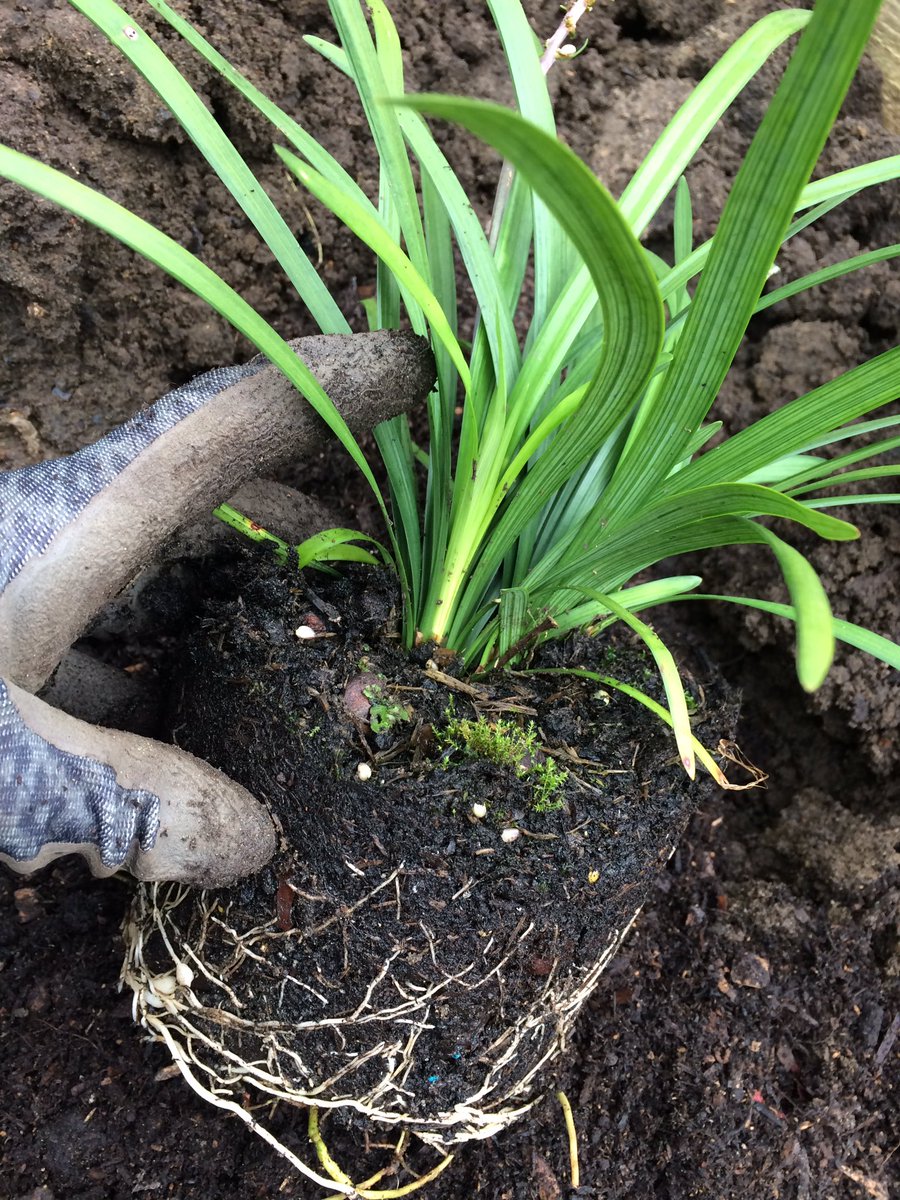 InspiredByKate's tweet photo. Last planting of the year. Under starters orders. 

A colour promise. https://t.co/zGgyh4301U