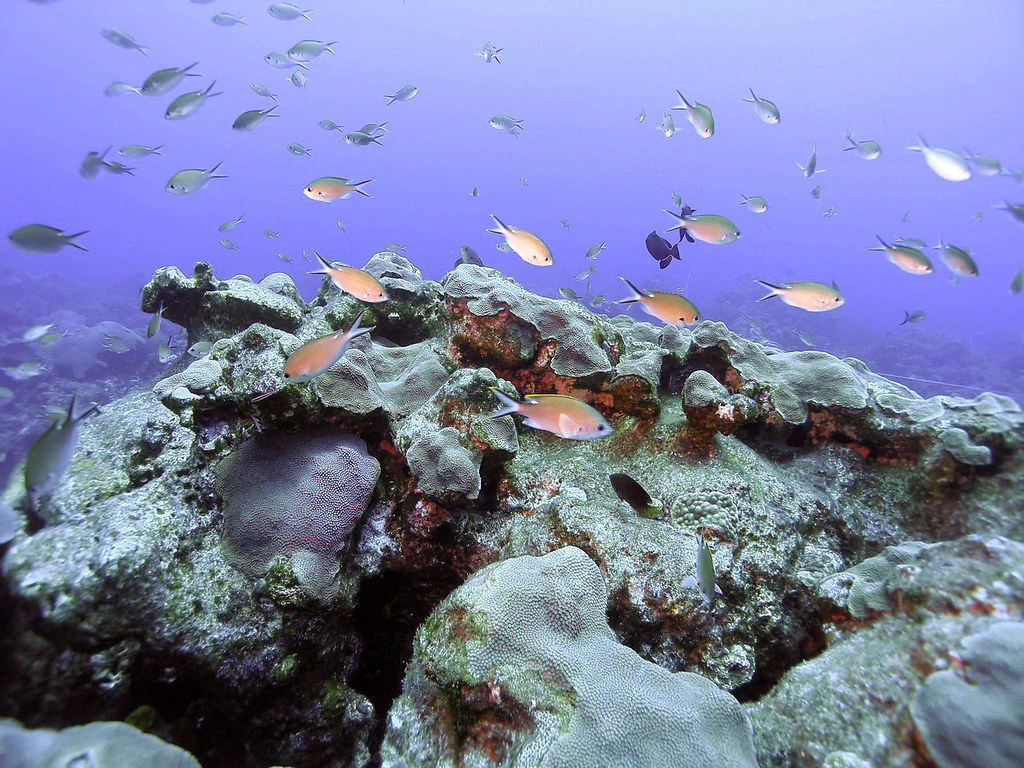 NOAAFisheries's tweet photo. Our changing climate and oceans have significant impacts on marine life, ecosystems, communities, and economies. Learn how we're assessing and responding to climate change: https://t.co/32Zy3xXNkj  

Each week we'll be posting #ClimateScience news, research, and more. Stay tuned! https://t.co/S2x7lu3sOI