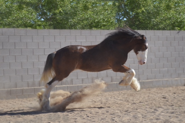 USACPF's tweet photo. Help us support the USA Clydesdale Preservation Foundation on Giving Tuesday 11/30/2021. Thank you for your support. 
https://t.co/ObCi5X4Ti2 https://t.co/ikESlImvaT