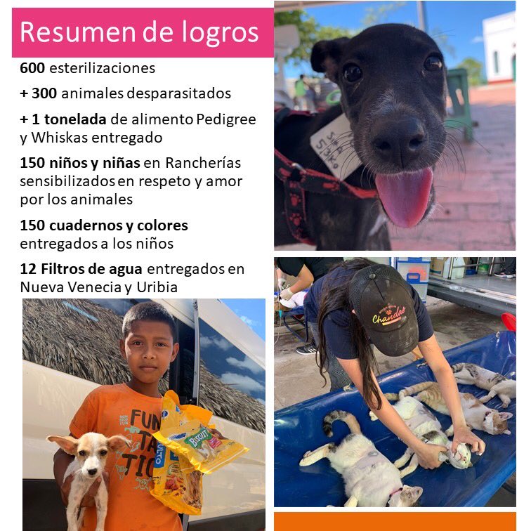 ArcaLuminosa's tweet photo. REPORTE SOCIAL- MISIÓN SALVA CHANDAS 🏝🐾🚑 Gracias totales, #misionsalvachandas es un sueño hecho realidad 🙌🏼 la historia de los animales desde Santa Marta hasta la alta Guajira ya empezó a cambiar; 600 esterilizaciones que evitan 7.200 nacimientos en solo 1 año 😱 https://t.co/bsHjUvd15G